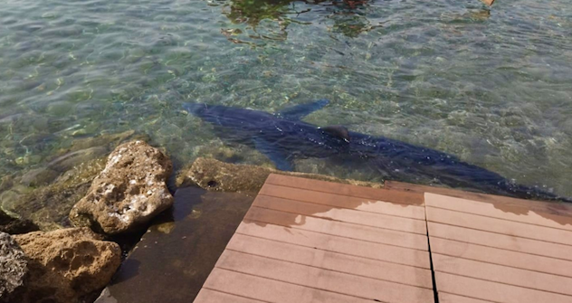 Palermo, avvistato squalo azzurro in riva