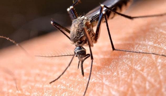 In Italia il secondo morto da West Nile Virus: è un uomo di Mantova