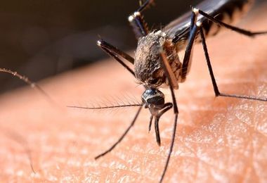 In Italia il secondo morto da West Nile Virus: è un uomo di Mantova