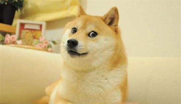 Morta Kabosu, il cane che aveva ispirato il meme più famoso al mondo
