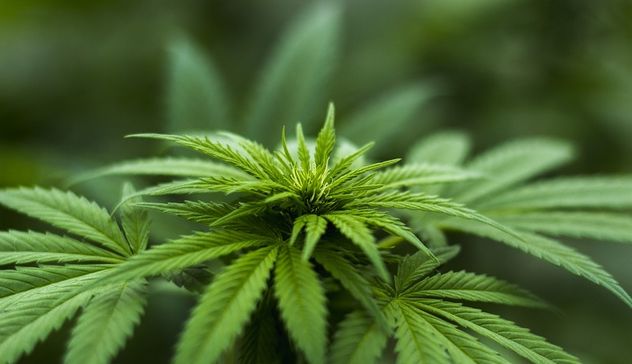 Cannabis: Furfaro, 'Governo fa chiudere 3.000 imprese e licenziare 15mila lavoratori'
