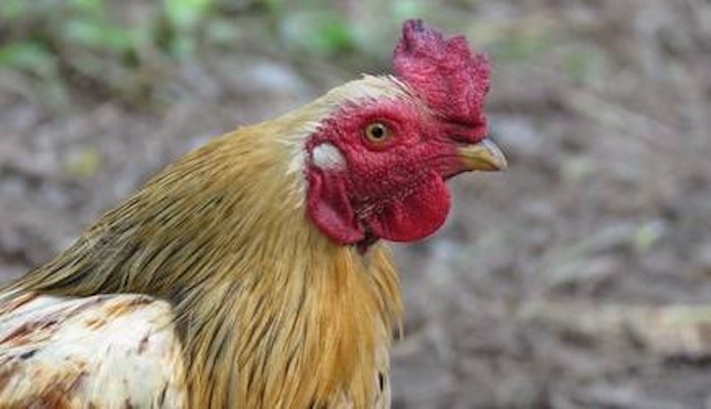 Aviaria, un morto in Messico: era primo caso umano al mondo da virus H5N2