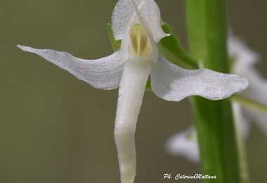 A Borore un recinto per salvare rare orchidee spontanee