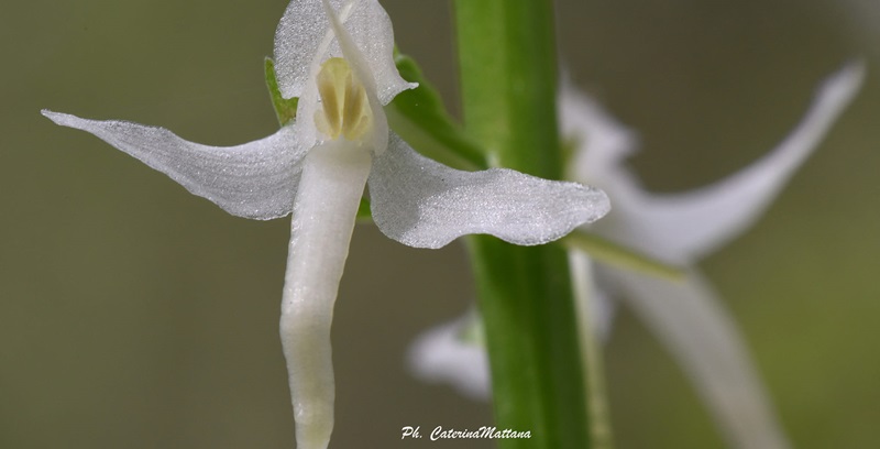 A Borore un recinto per salvare rare orchidee spontanee