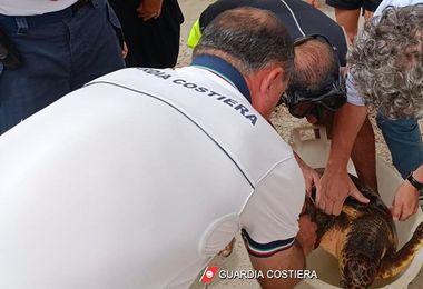 Alghero, Guardia costiera recupera tartaruga caretta caretta 