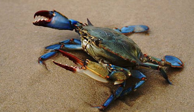 Allarme granchio blu: 100 milioni di danni alla pesca 