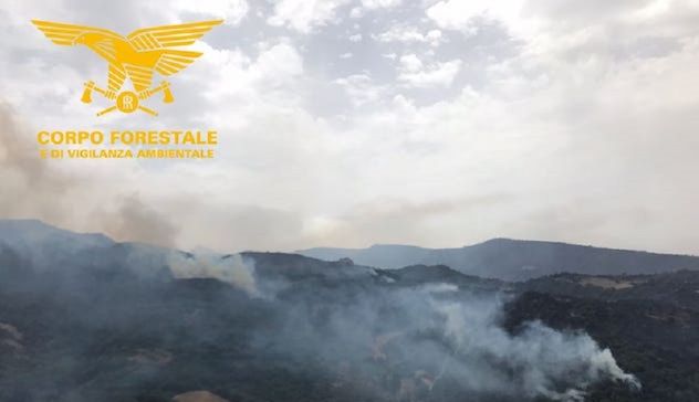 Montiferru: arrivano 1.500 piante di olivo dopo l'incendio del 2021