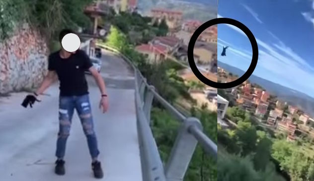 Gattino lanciato dal ponte a Lanusei: petizione supera le 100mila firme 