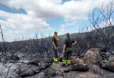 Vasto incendio a Orotelli, indagini del Corpo Forestale