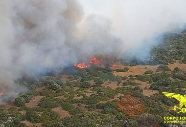 Incendi. Inferno in Sardegna: oggi 20 roghi
