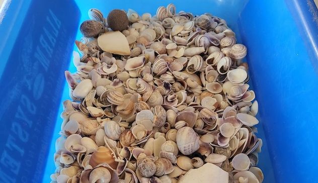 Spiagge sarde ancora depredate, coppia di Vercelli fermata a Olbia con conchiglie 