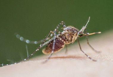 West Nile, primo morto in Veneto: è un 86enne