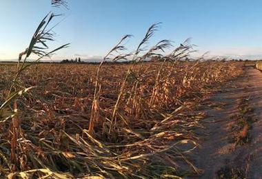 Sud Italia prosciugato da siccità, ministro striglia le Regioni: “Speso solo 30%”