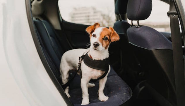 Lasciano il cane in auto sotto il sole e vanno a fare aperitivo: denunciati