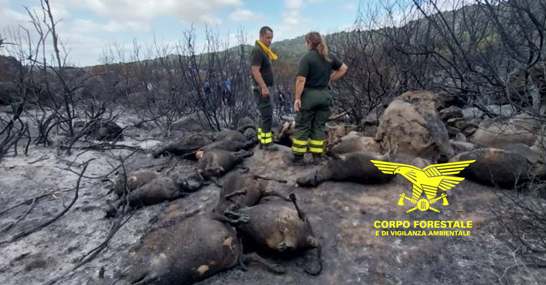 La Pro loco Orotelli propone raccolta fondi dopo il devastante incendio