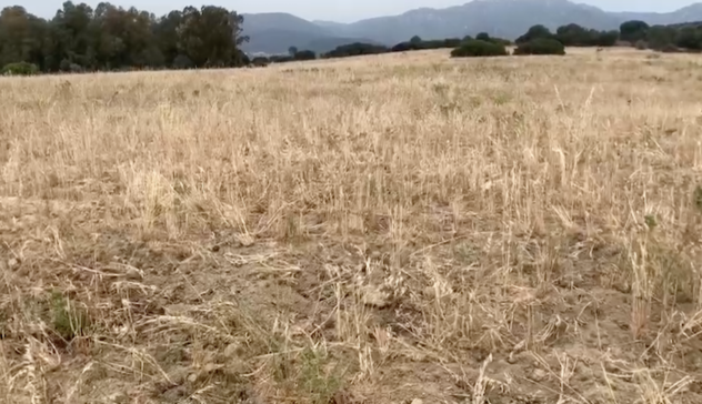 Siccità. Coldiretti: “Dichiarazione di calamità naturale in fortissimo ritardo”