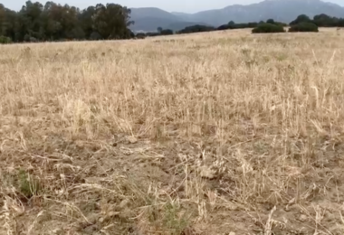 Siccità. Coldiretti: “Dichiarazione di calamità naturale in fortissimo ritardo”