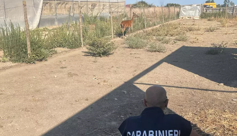 Teneva un cervo intrappolato nel recinto: denunciato a Uta