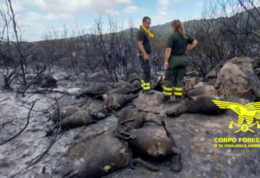 Solidarietà a Orotelli. Allevatori in ginocchio: attivato conto corrente