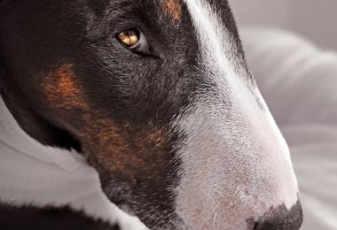 Bimba di 11 mesi azzannata da un Bull Terrier, il padre la salva ferendo il cane