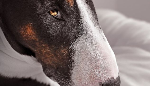 Bimba di 11 mesi azzannata da un Bull Terrier, il padre la salva ferendo il cane