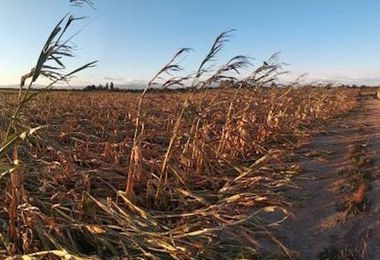 Siccità: il Comune di Sassari dichiara lo stato di calamità naturale