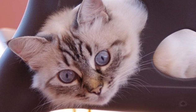 Oggi è la Giornata Internazionale del gatto, tra gli animali più amati dagli italiani