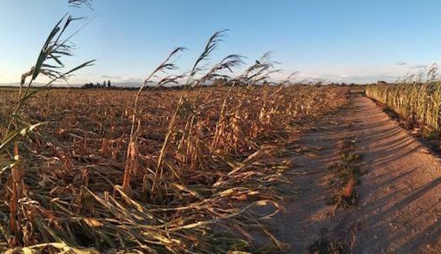 Siccità: il Comune di Sassari dichiara lo stato di calamità naturale