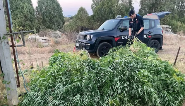 Sestu. Carabinieri scoprono piantagione di marijuana, 38enne nei guai