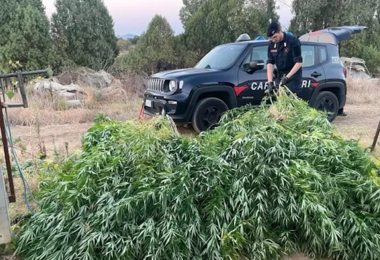 Sestu. Carabinieri scoprono piantagione di marijuana, 38enne nei guai