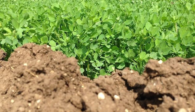 Bracciante agricolo muore sul lavoro per il caldo