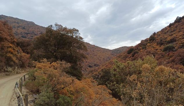 Emergenza siccità e foreste a rischio in Sardegna, i pastori lanciano l’allarme