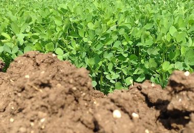 Bracciante agricolo muore sul lavoro per il caldo