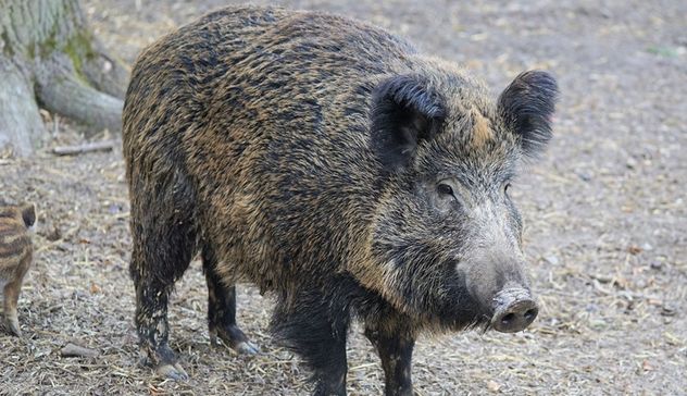 Sta bene il bimbo morso da un cinghiale sull'Isola di Spargi