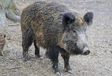 Sta bene il bimbo morso da un cinghiale sull'Isola di Spargi