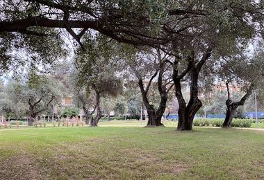 Cagliari. I lecci di viale Cimitero trasferiti nel vivaio comunale di Corongiu