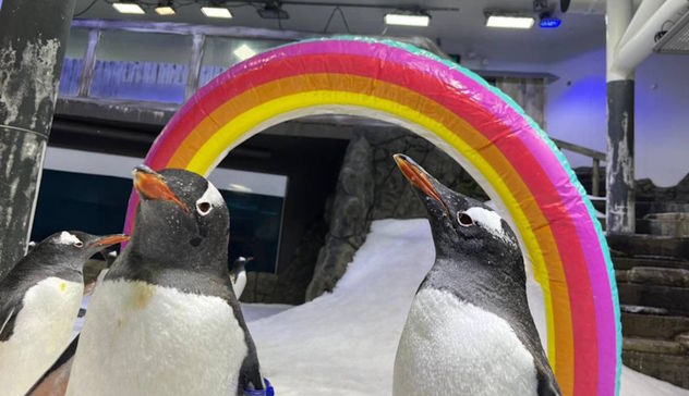 Il pinguino Sphen è morto. Con il compagno Magic erano simbolo dei diritti civili