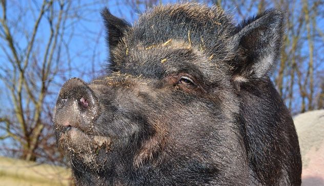 Uccidono cinghiale con una roncola, denunciati