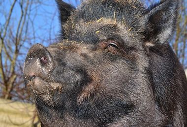 Uccidono cinghiale con una roncola, denunciati