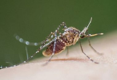 Primo caso umano di West Nile nel 2024 nell'Oristanese: 77enne ricoverato