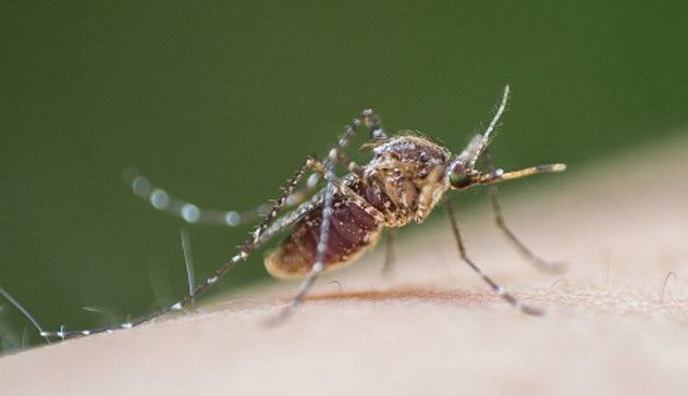 Primo caso umano di West Nile nel 2024 nell'Oristanese: 77enne ricoverato