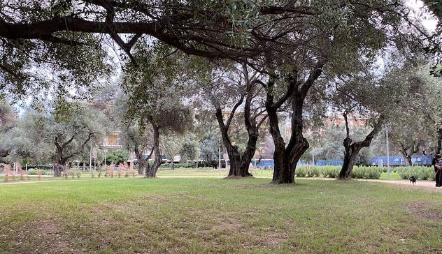 Cagliari. I lecci di viale Cimitero trasferiti nel vivaio comunale di Corongiu