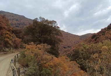 Foreste a rischio, la Sardegna corre ai ripari: pronti 1,1 milioni