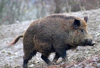 Isola di Spargi, bimbo morso da cinghiale: al via l’abbattimento