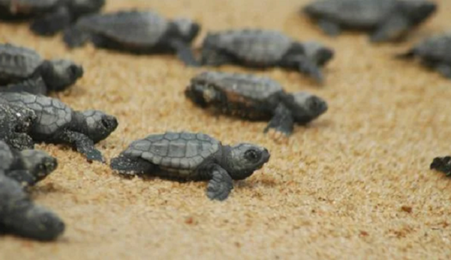 Tertenia. Schiuse 70 uova di tartaruga Caretta caretta sulla spiaggia 