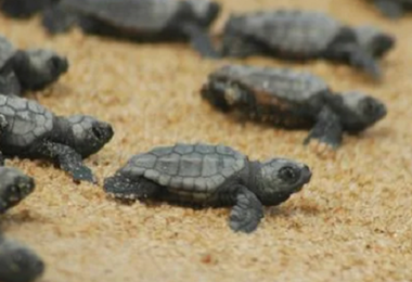 Tertenia. Schiuse 70 uova di tartaruga Caretta caretta sulla spiaggia 