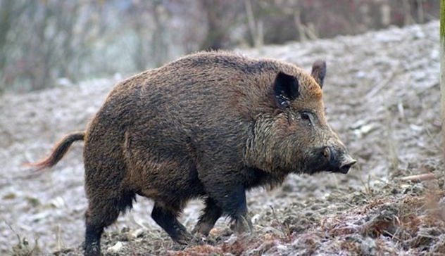 Isola di Spargi, bimbo morso da cinghiale: al via l’abbattimento