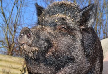 Abbattimento cinghiali a Spargi, rivolta degli animalisti 