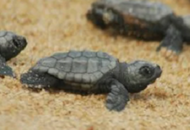 Nido di Caretta caretta a Budoni: la scoperta nella spiaggia di Salamaghe