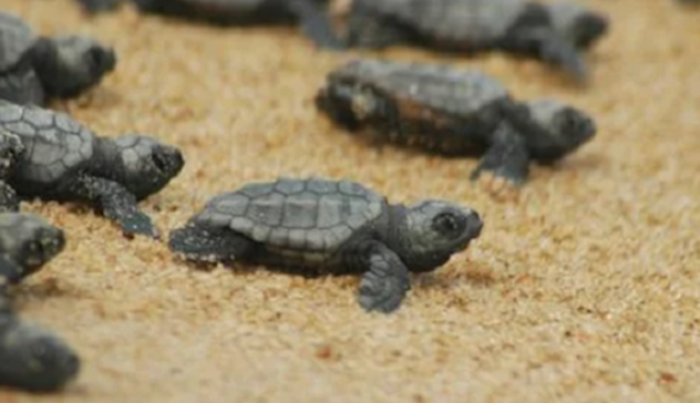 Nido di Caretta caretta a Budoni: la scoperta nella spiaggia di Salamaghe